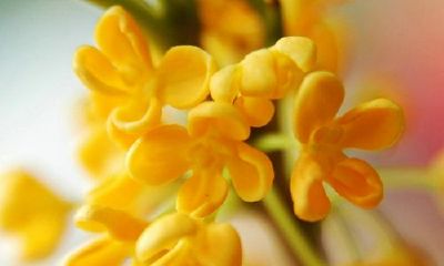 姓毕可爱的女孩名字大全