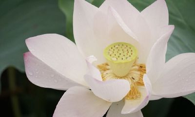 2019年11月22号出生的女宝宝五行缺金名字该怎么起,又有什么宜用