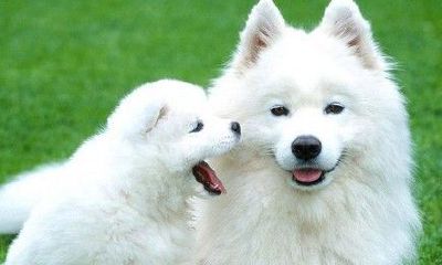 属狗的人2018年打麻将财神方位