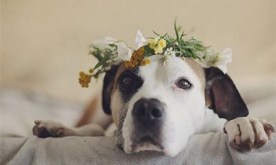 属狗的农历几月出生最好