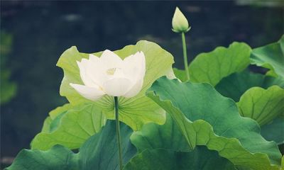 2018属狗的几月出生最好