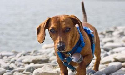 属狗的人几月出生命最好