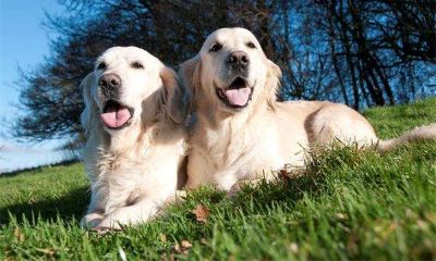 不同日期出生的命理运势之生肖狗