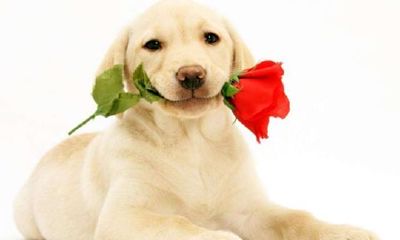 属狗的女人婚姻与命运分析