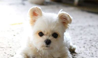 1992年的属狗人今年运势怎么样