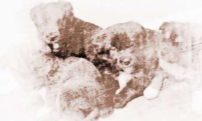 2018年生狗宝宝好不好?