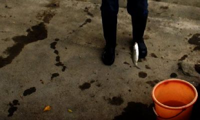 丁火走己丑大运(丁火遇辛丑大运)