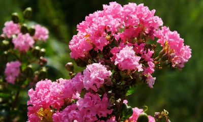 紫薇花适合室内养吗(紫薇花好养吗)