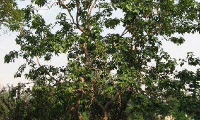 有大树的地方是不是风水宝地(什么样的地形是风水宝地)