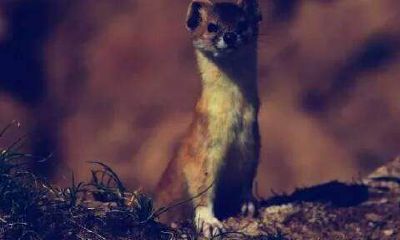 黄大仙和黄鼠狼有什么关系(黄大仙在道教地位)