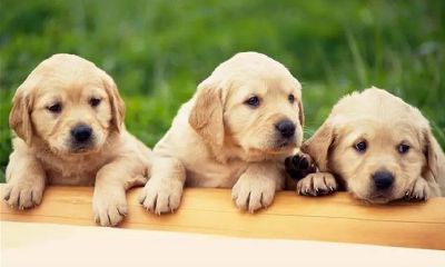 狗带来财运的名字(今年属狗财运)