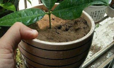 招财树怎么插枝才能活(招财树怎么扦插)