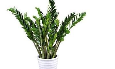 代表财运的花木金钱木(金钱运跟财运有区别吗)