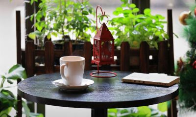 寓意好运招财的植物(家里养什么花人旺财旺)