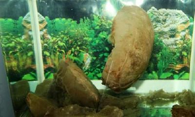 太岁吃了会怎么样(太岁煮了会怎么样)