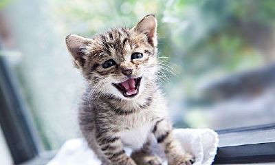 梦见打老鼠结果是猫(梦到猫和老鼠打架解梦)