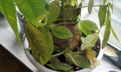 招财树叶子黄了还会发芽吗(招财树叶子有点黄了该怎么办)