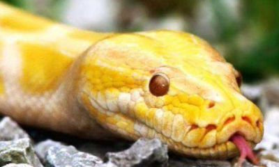 孕妇梦见很大很大的蟒蛇(梦见又粗又大又长的蛇)