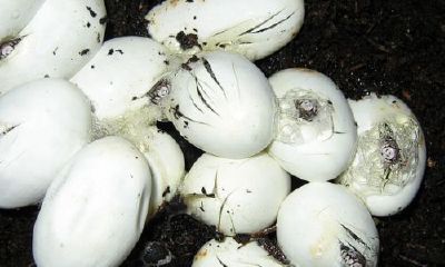 夜里做梦梦到好多蛇蛋(晚上做梦梦见蛇蛋被碎了)