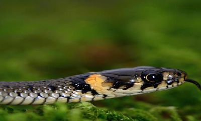 属蛇男人最爱什么女人(77年属蛇男最爱什么样的女人)