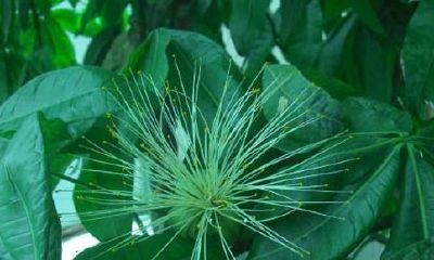 招财树可以阳光晒吗(招财树晒不着太阳行吗)