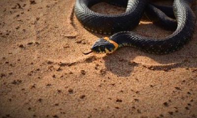 梦见蛇是什么梦见(梦到好多蛇预示着什么)