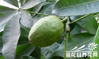 招财树与幸福树是一样吗(幸福树和招财树哪个好)