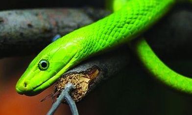 梦见蛇是什么预兆还把蛇给杀了(做梦梦到杀了蛇是什么意思)