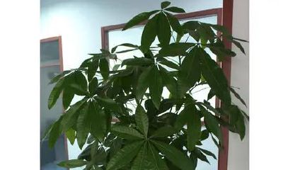 常见的招财花(十二种招财花)