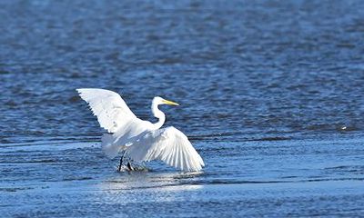 斑鸠来家阳台生下蛋的预兆(双子座守护的星球)