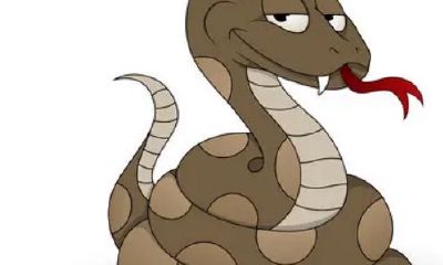 01年属蛇今年多少岁了(77年属蛇43岁运势)