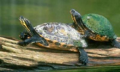 乌龟取名字招财(乌龟起名寓意招财进宝)