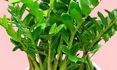 旺财又旺宅的植物(室内养十种花最好旺财)