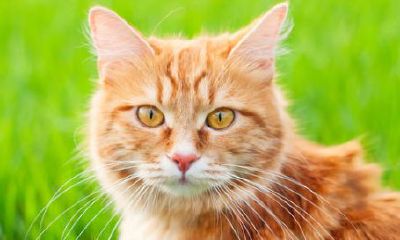 给宠物猫取名字洋气可爱(总会梦到前男友是怎么回事)