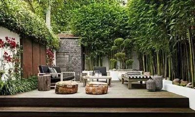 家里种什么竹子旺财(武竹的风水作用)