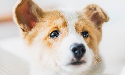 梦见被黑狗咬我腿(梦到狗咬到腿是什么意思)