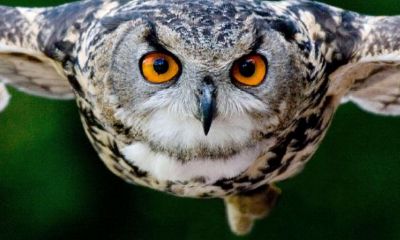 梦到猫头鹰站在地上(女人梦到猫头鹰破解方法)