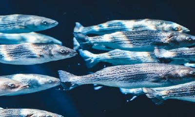 梦见抓鱼是什么征兆啊(梦见抓了很多鱼是什么征兆)