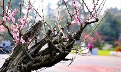 家里有喜事发生会有预兆么(家中风水变好的征兆)