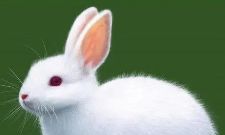 63年属兔未来十年运势(1975年属兔的在2023年好不好)