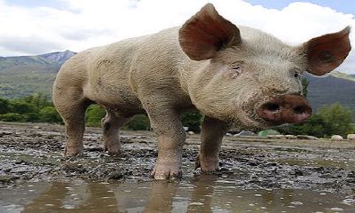 梦见妻子被猪咬死周公解梦(梦见妻子被猪咬周公解梦)