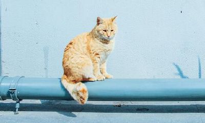 怀孕做梦梦到很多猫是什么意思(怀孕的女人梦见猫是什么意思)