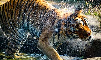 属虎男孩几时几分出生最好(属虎几点出生最好)
