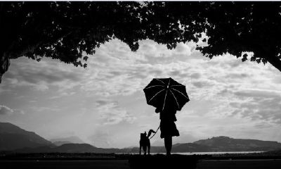 已婚女人梦见狗咬右手臂出血(女人梦见狗咬手是要发财)