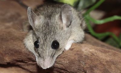 女人梦见成群的老鼠意味着什么(女人梦见好多老鼠是什么征兆)