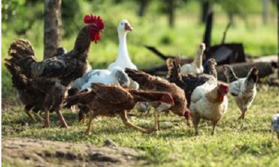 周公解梦梦见鸡飞狗跳(周公解梦梦见鸡鸭)