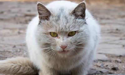 梦见老鼠吃猫什么征兆(女人梦见老鼠好不好)