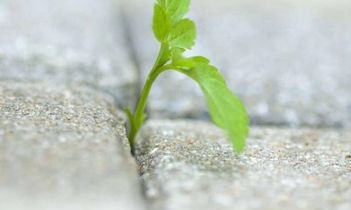 孕妇梦见花周公解梦是什么意思(孕妇梦到花是胎梦吗)