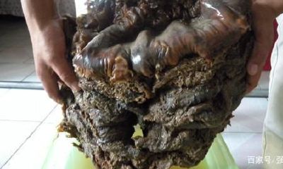 挖到太岁值钱吗(挖到太岁的严重后果)