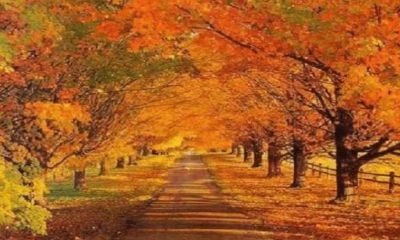 四季轮回交替(四季有交替人生无轮回)